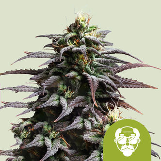 Granddaddy Purple Autoflower (Royal Queen Seeds) feminized