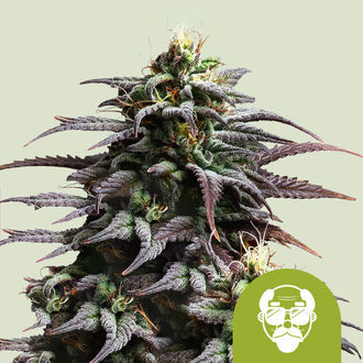 Granddaddy Purple Autoflower (Royal Queen Seeds) feminized