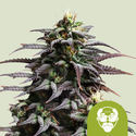 Granddaddy Purple Autoflower (Royal Queen Seeds) feminized