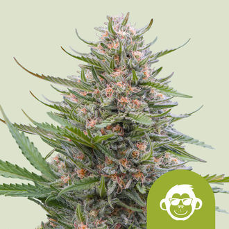 Grape Ape Autoflower (Royal Queen Seeds) feminized