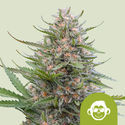 Grape Ape Autoflower (Royal Queen Seeds) feminized