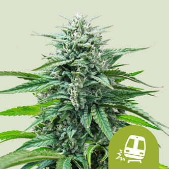 Trainwreck Autoflower (Royal Queen Seeds) Feminized