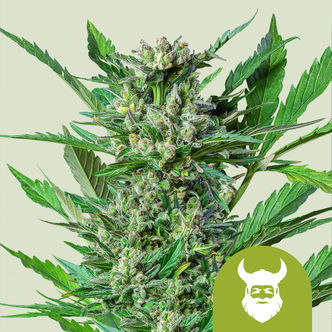 Royal Dwarf Autoflower (Royal Queen Seeds) feminized