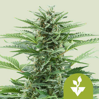 Easy Bud Autoflower (Royal Queen Seeds) feminized
