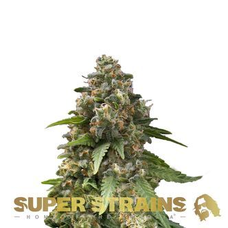 Enemy Of The State (Super Strains) feminized