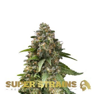 Enemy Of The State (Super Strains) feminized