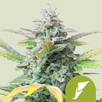 Quick One Autoflower (Royal Queen Seeds) feminized