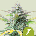 Quick One Autoflower (Royal Queen Seeds) feminized