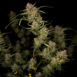 Guava Auto (FastBuds) Feminized