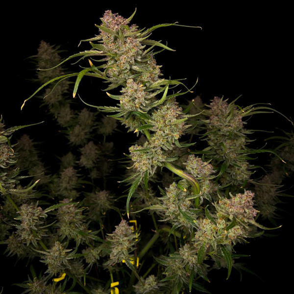 Guava Auto (FastBuds) Feminized
