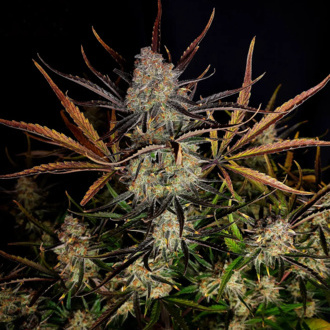 Apple Strudel Auto (FastBuds) feminized