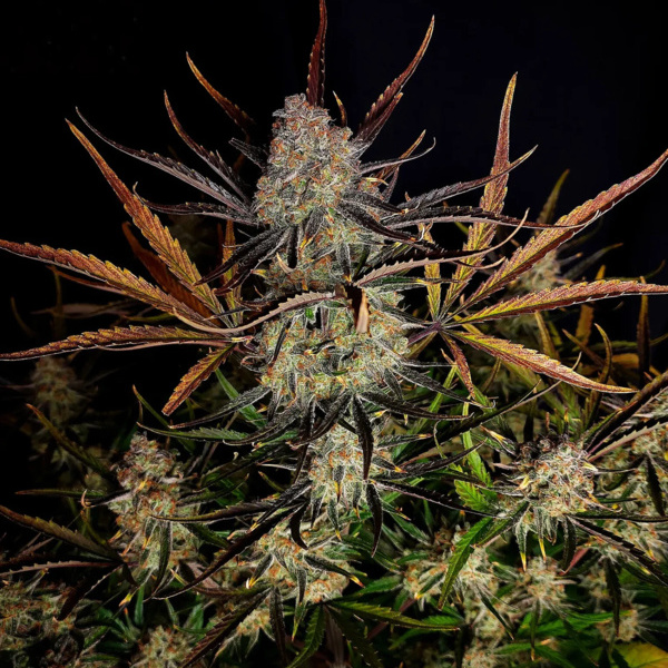 Apple Strudel Auto (FastBuds) feminized