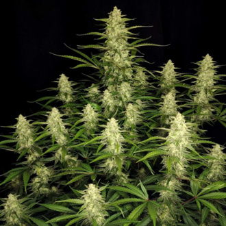 Papaya Cookies Auto (FastBuds) feminized