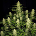 Papaya Cookies Auto (FastBuds) feminized