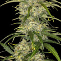Sour Jealousy Auto (FastBuds) feminized
