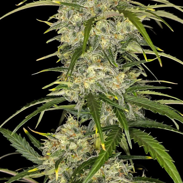 Sour Jealousy Auto (FastBuds) feminized