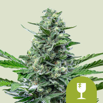 Royal Critical Autoflower (Royal Queen Seeds) feminized