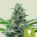 Royal Critical Autoflower (Royal Queen Seeds) feminized