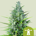 Royal Haze Autoflower (Royal Queen Seeds) feminized