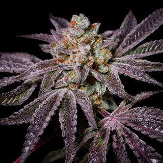 Insanity OG (Pure Instinto) Feminized