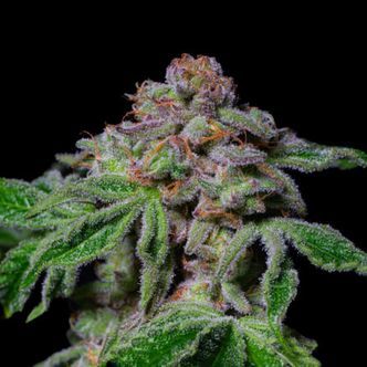 Sour Aloha (Pure Instinto) feminized