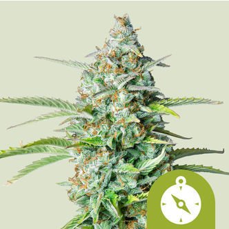 Northern Light Autoflower (Royal Queen Seeds) feminized