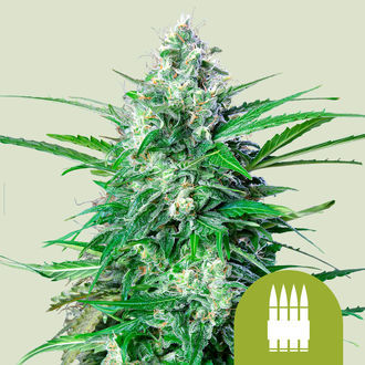 Royal AK Autoflower (Royal Queen Seeds) feminized