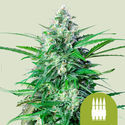 Royal AK Autoflower (Royal Queen Seeds) feminized