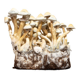 Albino A+ Liquid Culture Syringe (Acid Shroomz)