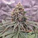 Blue Zushi (Dutch Passion) feminized