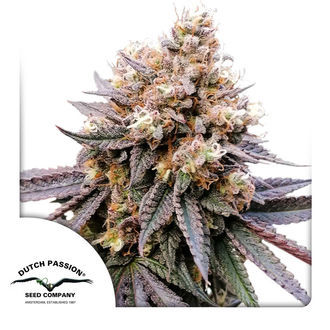 GMO Fast (Dutch Passion) feminized