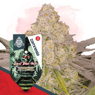 Ghost Train Haze Autoflower (Zamnesia Seeds) feminized