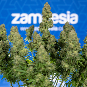 Ghost Train Haze Autoflower (Zamnesia Seeds) feminized