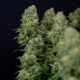 Ghost Train Haze Autoflower (Zamnesia Seeds) feminized