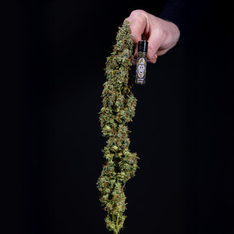 Ghost Train Haze Autoflower (Zamnesia Seeds) feminized