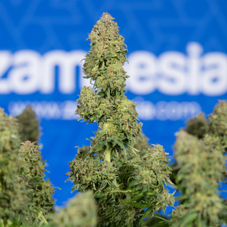 Ghost Train Haze Autoflower (Zamnesia Seeds) feminized