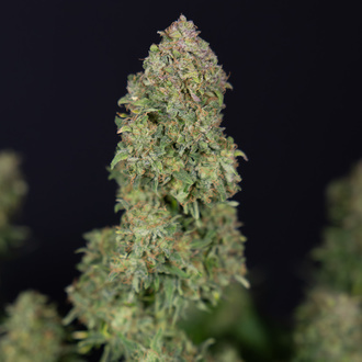 Ghost Train Haze Autoflower (Zamnesia Seeds) feminized