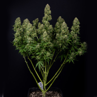 Ghost Train Haze Autoflower (Zamnesia Seeds) feminized