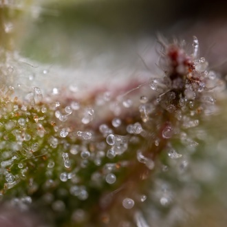 Ghost Train Haze Autoflower (Zamnesia Seeds) feminized