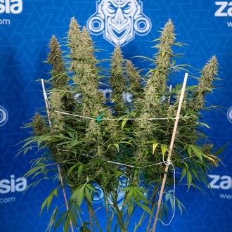 Ghost Train Haze Autoflower (Zamnesia Seeds) feminized