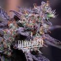 Blackberry Moonstones Auto (Blimburn Seeds) feminized