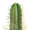 Bolivian Torch XL (Echinopsis bridgesii)
