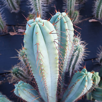 Bolivian Torch XL (Echinopsis bridgesii)
