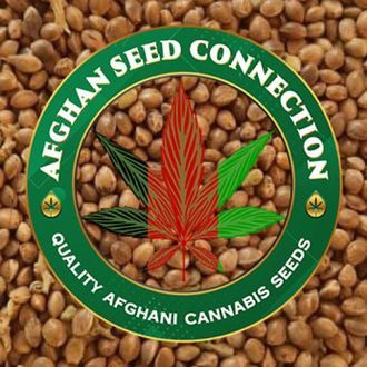 Herat (Afghan Seed Connection) Regular