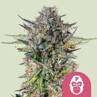 Pink Gorilla (Royal Queen Seeds) feminized