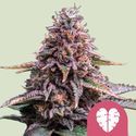 Pink Mist (Royal Queen Seeds) feminized
