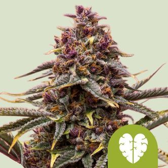 Pink Mist Autoflower (Royal Queen Seeds) feminized