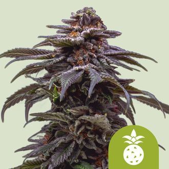Tropicana Cookies Purple Autoflower (Royal Queen Seeds) feminized