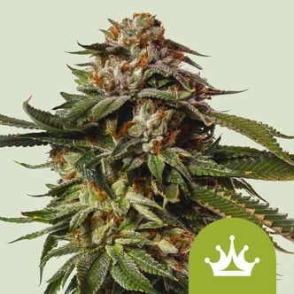 Special Queen 1 Autoflower (Royal Queen Seeds) feminized