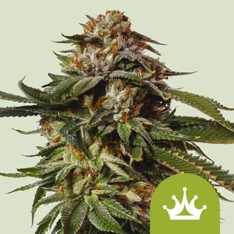Special Queen 1 Autoflower (Royal Queen Seeds) feminized